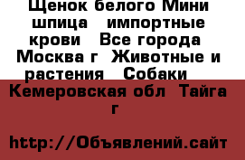 Щенок белого Мини шпица , импортные крови - Все города, Москва г. Животные и растения » Собаки   . Кемеровская обл.,Тайга г.